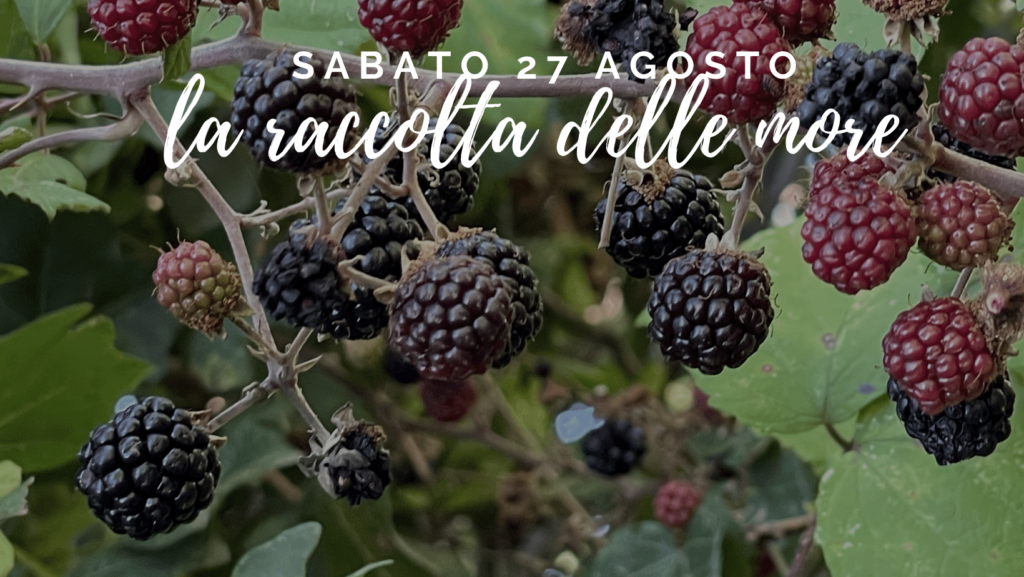 La raccolta delle more Valdicastro