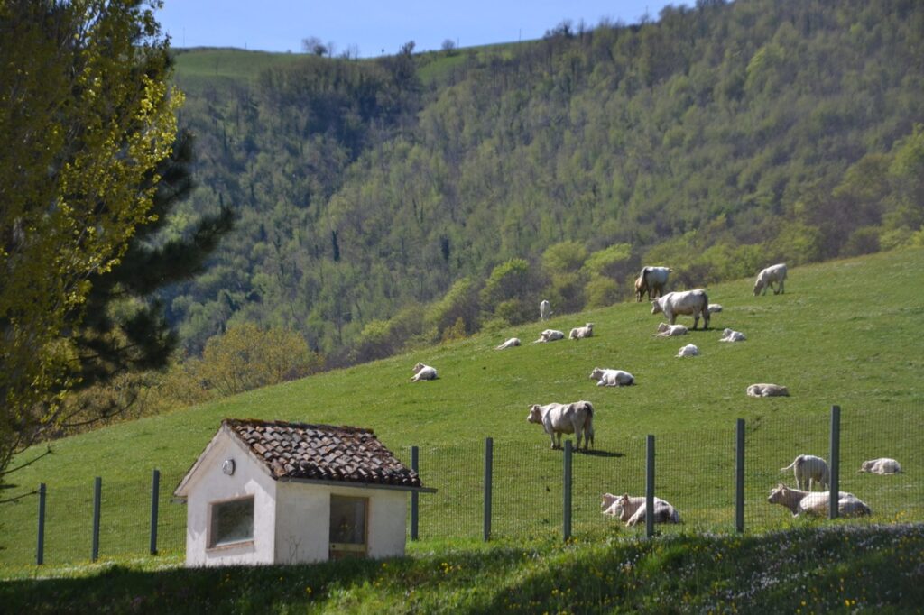 vacche al pascolo Valdicastro - Azienda Agricola Biologica -